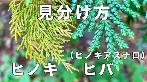 黃金檜木風水|風水上、ヒノキ（檜）をどこに置くと良い？（特徴、方角、共栄。